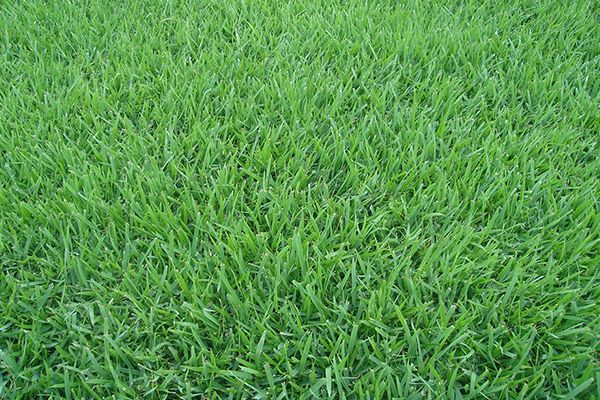 Onde Comprar Grama Esmeralda em Divinópolis
