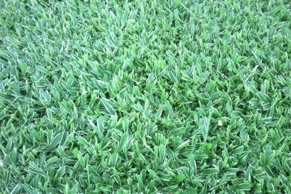 Onde Comprar Grama São Carlos em Divinópolis