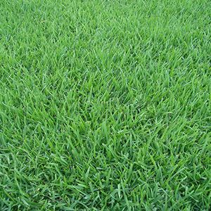 Onde Comprar Grama Esmeralda em Divinópolis