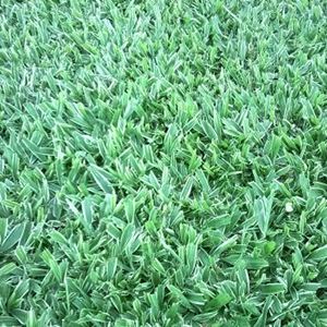 Onde Comprar Grama São Carlos em Divinópolis